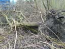 Baum entwurzelt